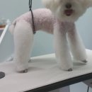 더(The)예쁘개 이미지