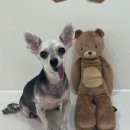더 아름답개 이미지