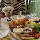 몬 펫 네이버블로그