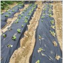 병환농장 이미지