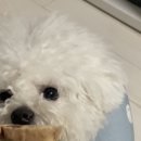 88디디