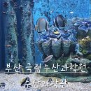 [부산 기장] 국립수산과학원수산과학관-아기랑 실내, 아쿠아리움 방문후기, 시원하고 물고기 많아요!