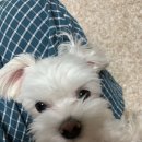 조규만외과동물병원 이미지