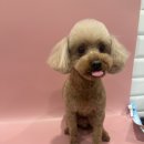 마이뷰티독 이마트 월계점 | 서울 노원구 공릉동 애견미용 인증받은 곳이라 스트레스 없었어요