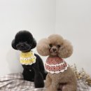 야옹아멍멍해봐 송파위례점 이미지