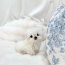 디바인퍼피 이미지