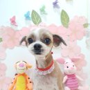 리꼬리꼬펫살롱 이미지