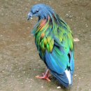 니코바르비둘기 [Nicobar pigeon (Caloenas nicobarica)] 이미지