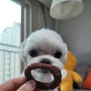 더나은펫 이미지