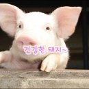 돼지와 건강 이미지