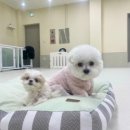 플러피 퍼피 이미지