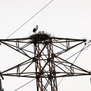 황새둥지 이미지