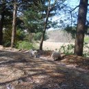 몽이애견 이미지