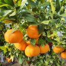 대운2농장 이미지