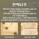 윈드유통 | 편백나무 침대 프레임 추천! 레브가구 뉴 윈드 Q 내돈내산 한 달 사용 후기 (안방 인테리어의 완성)