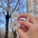 예원수학학원 | Apr: 사랑이란 꽃말처럼 너만이 날 가득 채워