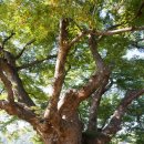 영풍 단촌리 느티나무 이미지