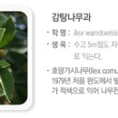 이쁜나무 이미지
