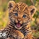 Baby Animals in 8K HDR 🐶 Cutest Ultra HD OLED Demo | Dolby Vision 60FPS 이미지