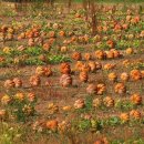 구미공단종합시장 이미지