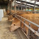 한우번식축산 | [MZ축산학교] 증체가 안 나오는 이유 ?“얼마나 먹었고, 무슨 사료였느냐”의 문제!