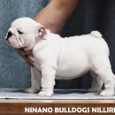 포켓불독 이미지