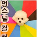 부산애견호텔 강아지 유치원 맘바이 서면본점 이미지