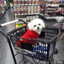 야옹아멍멍해봐 장유점 이미지