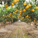 호근농장 이미지