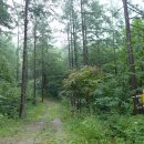 태백고원 700 산소길 이미지