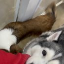 아망도그플레이스 이미지