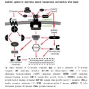 Re: skeletal muscle의 turnover(생노병사) 이미지