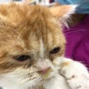 광교 우리들동물병원 이미지