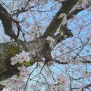 Did you go to see the cherry blossoms?🌸 이미지