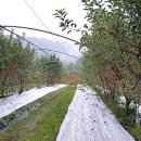 호준농장2 이미지