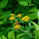 기린초등학교 이미지