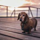 강동24시SKY 동물병원 이미지