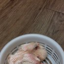 팬테일