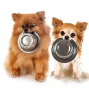 치유동물의료센터 이미지