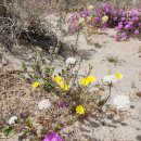 보라색 야생화 Sand Verbena 이미지