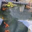 Gold Fish in Blue Camp 30 Mar 2025 이미지