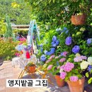 여우골짜기달정원 | [공지] 창원 마산 6월 추천카페 앵지밭골 그집 수국과 정원이 아름다운 카페 사진 찍기 좋은 카페