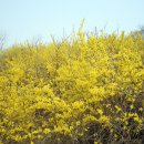 개나리공원4 이미지