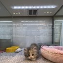 유어펫 일산본점 | 일산강아지분양 유어펫 일산본점 사랑스러운 말티푸 분양