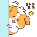 와일드복싱짐 안양관 네이버블로그