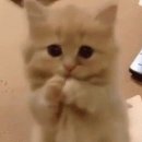 사과랑 고추랑 | 구월동 우이락 오리지날 고추튀김, 사과막걸리 후기