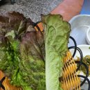 남양불백 이미지