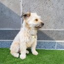 댕댕댕 애견유치원 이미지