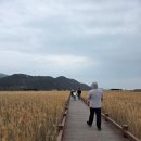 갈대습지공앞앞 | 순천만습지 후기 갈대밭 산책 다녀온 순천 가볼만한곳 추천