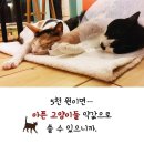 커피타는 고양이 이미지